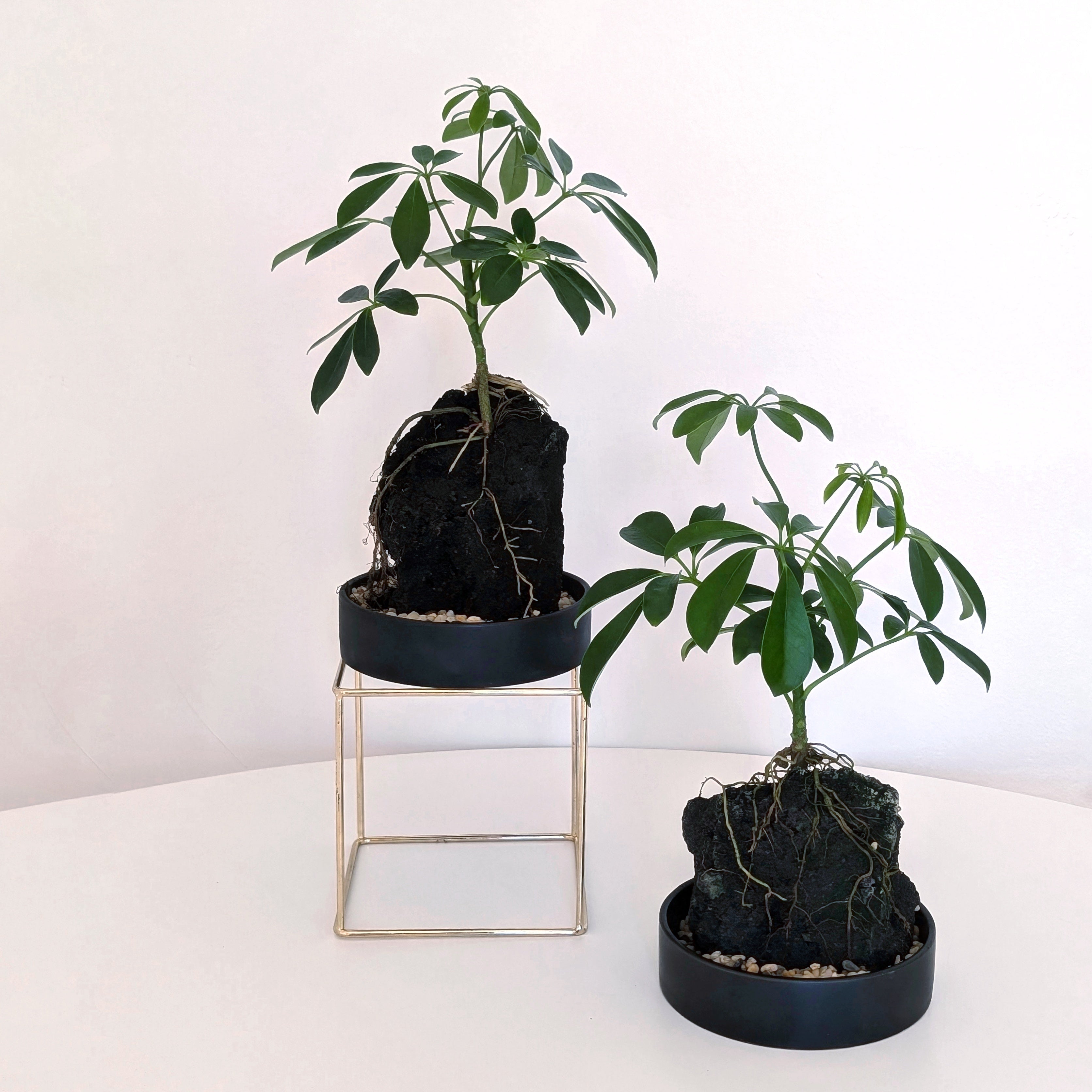 Rock grown Schefflera